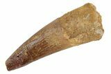 Bargain, Spinosaurus Tooth - Real Dinosaur Tooth #189467-1